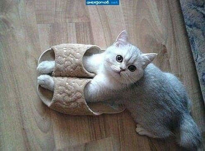 Кошки и обувь коты обувь фото
