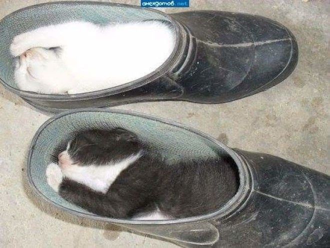 Кошки и обувь коты обувь фото