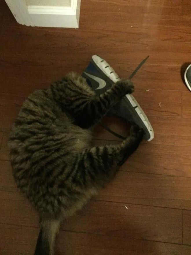 Кошки и обувь коты обувь фото