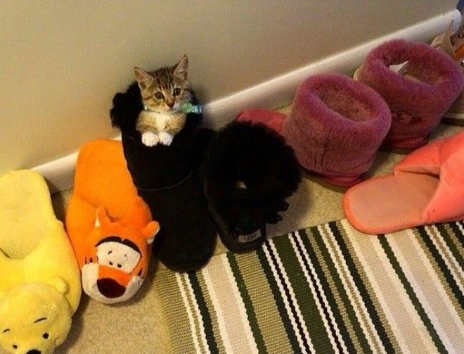 Кошки и обувь коты обувь фото