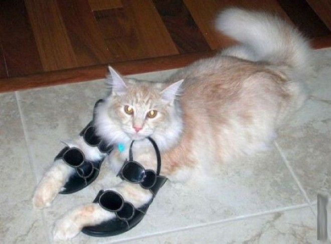 Кошки и обувь коты обувь фото
