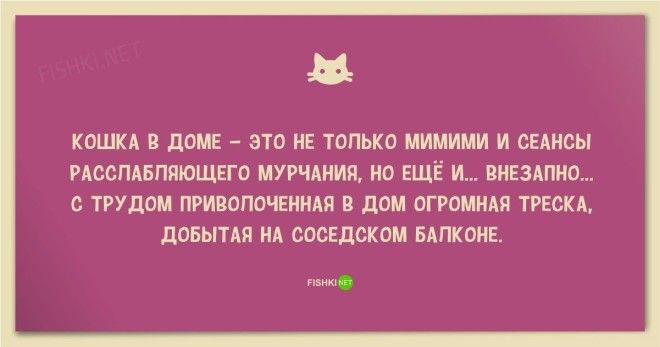 25 смешных анекдотов про кошек и котов