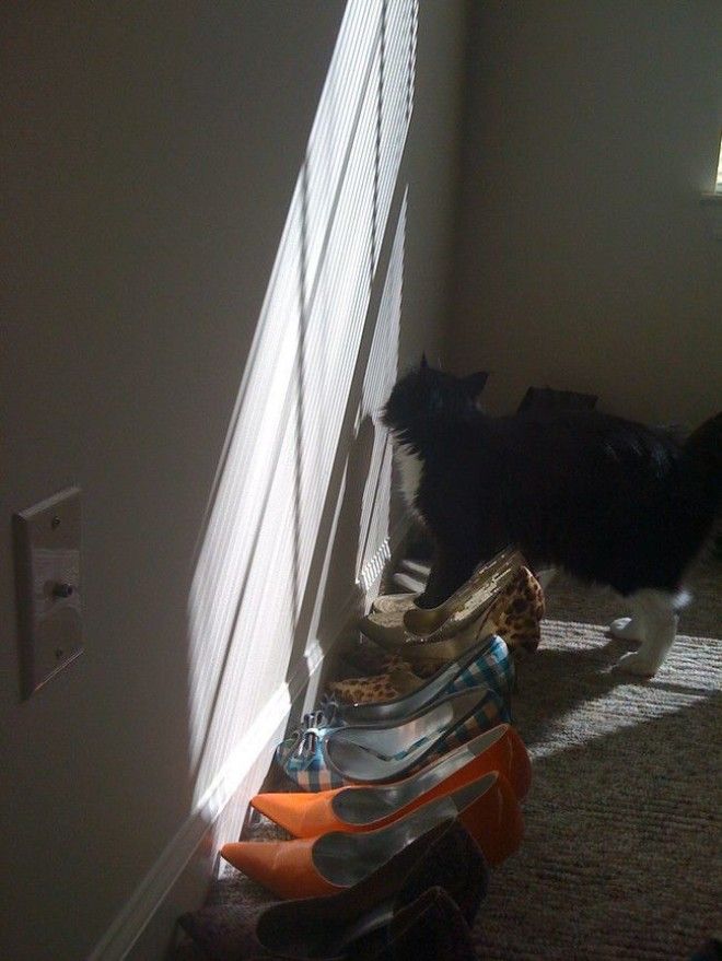 Кошки и обувь коты обувь фото