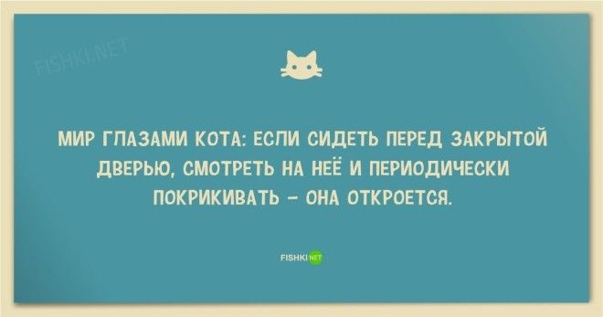 25 смешных анекдотов про кошек и котов