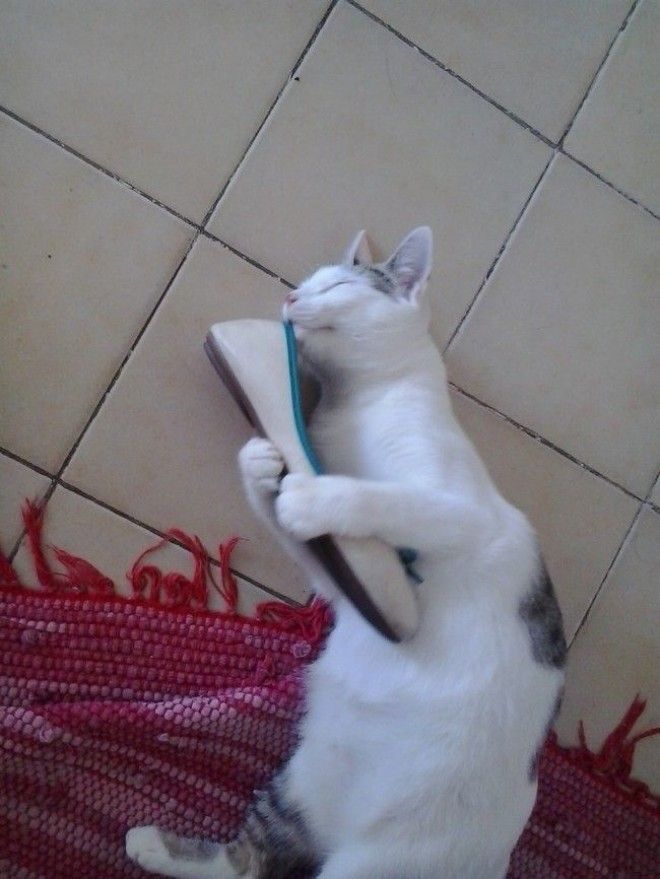 Кошки и обувь коты обувь фото