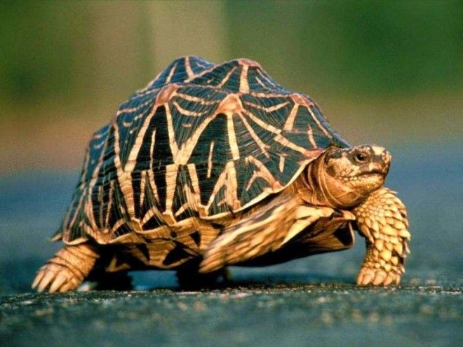 Звездчатая черепаха Geochelone elegans фото рептилии картинка