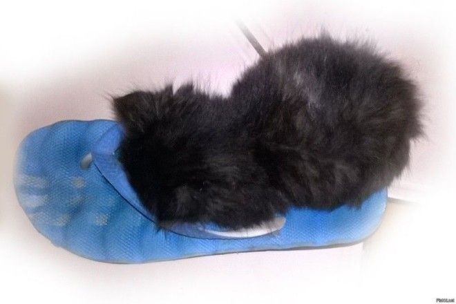 Кошки и обувь коты обувь фото