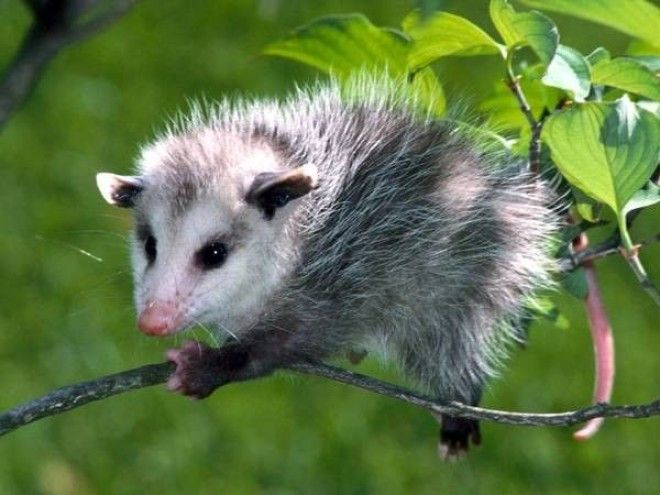 Виргинский опоссум Didelphis virginiana фото животные фотография картинка