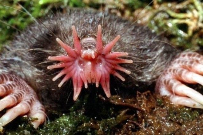 Звездонос Condylura cristata звездорыл фото насекомоядные животные фотография