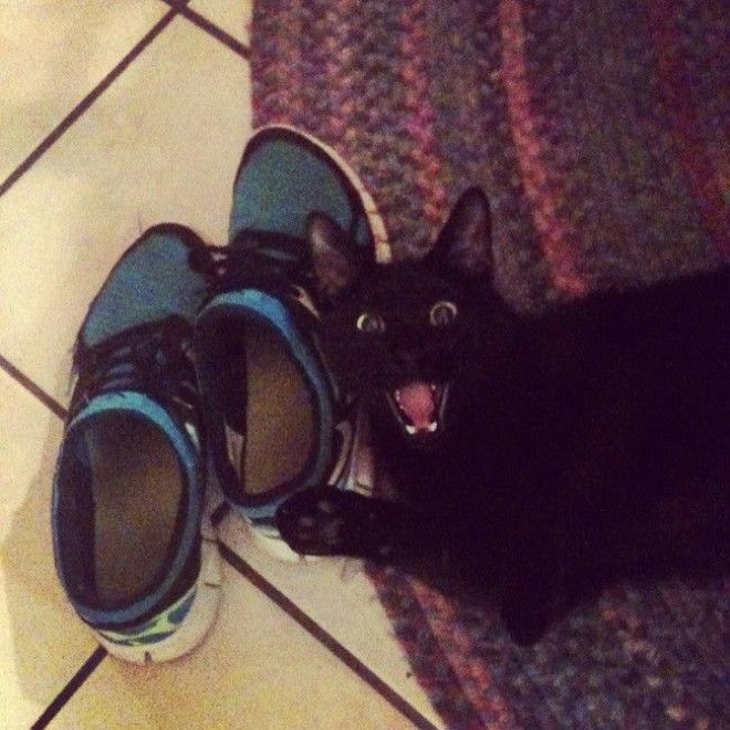 Кошки и обувь коты обувь фото