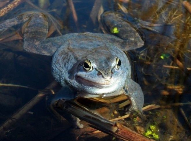 10 самых странных вещей падавших с неба