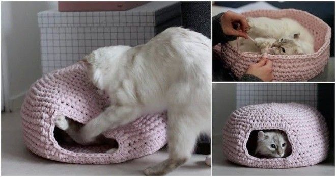 cats10