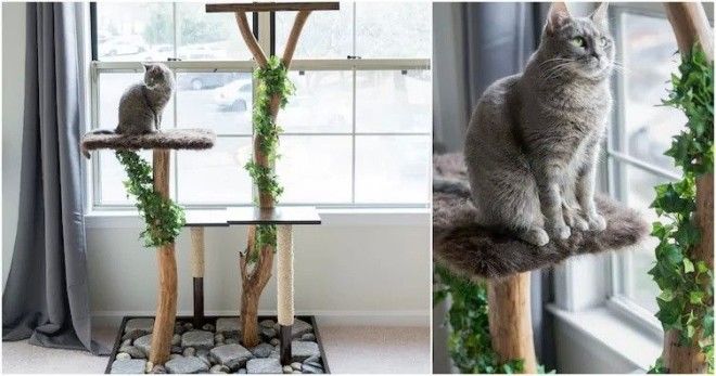 cats13
