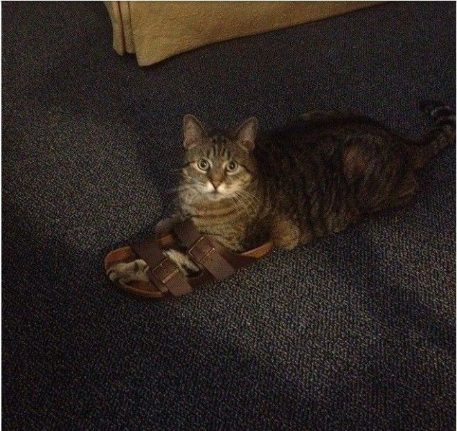 Кошки и обувь коты обувь фото