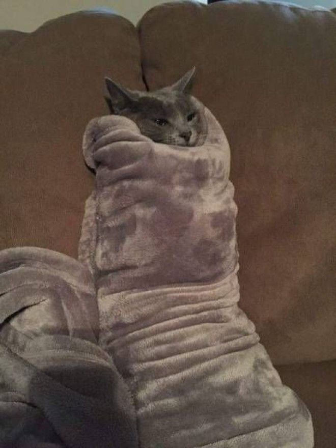 Кошки и обувь коты обувь фото