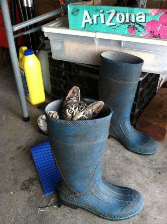 Кошки и обувь коты обувь фото