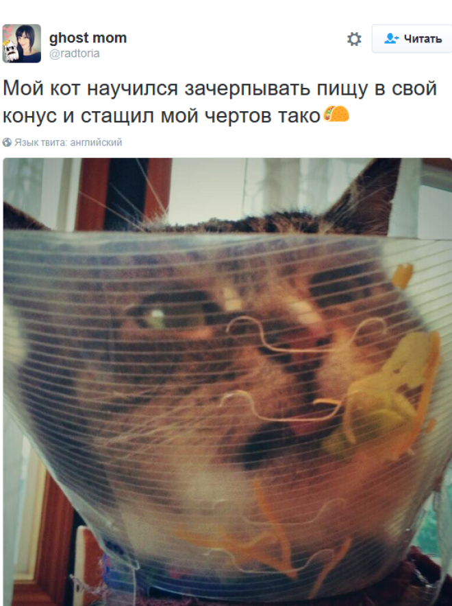 «Мои отношения с кошкой»: шедевральные записи владельцев котиков в соцсетях