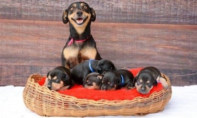 10 фотографий о том что животным тоже тяжело быть родителями животные история коты факты