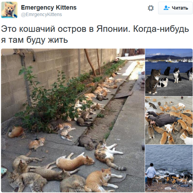 «Мои отношения с кошкой»: шедевральные записи владельцев котиков в соцсетях