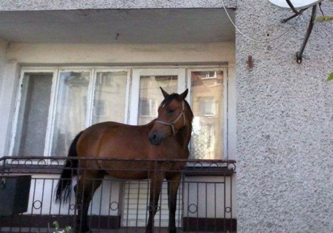18 эпичных балконов которые сразят наповал своим дизайном и содержимым