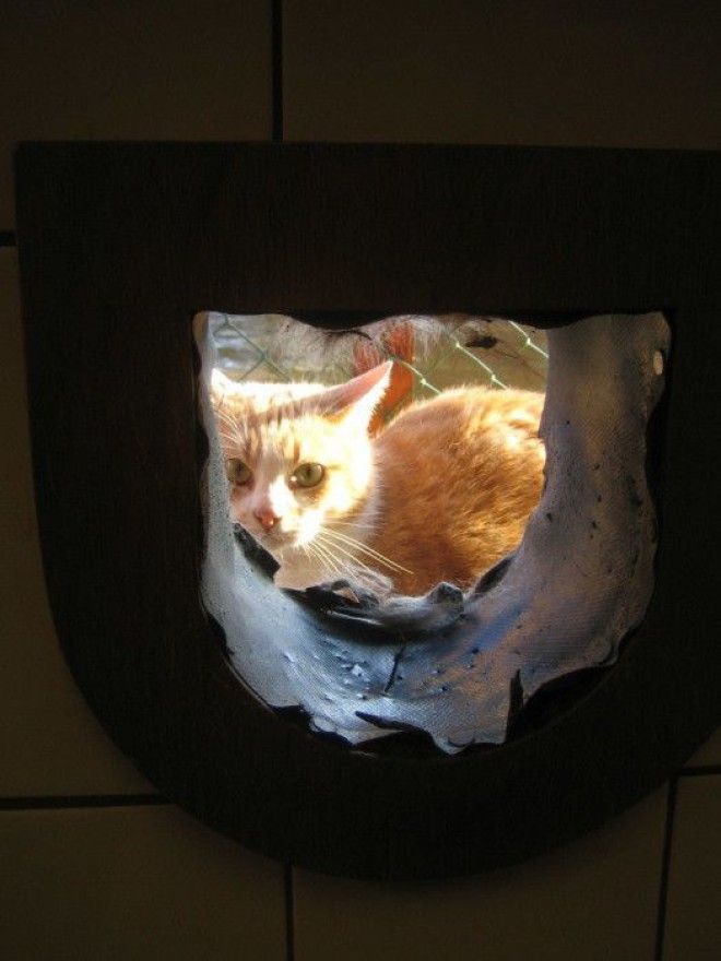 7 мест на Земле где кошки чувствуют себя как в раю