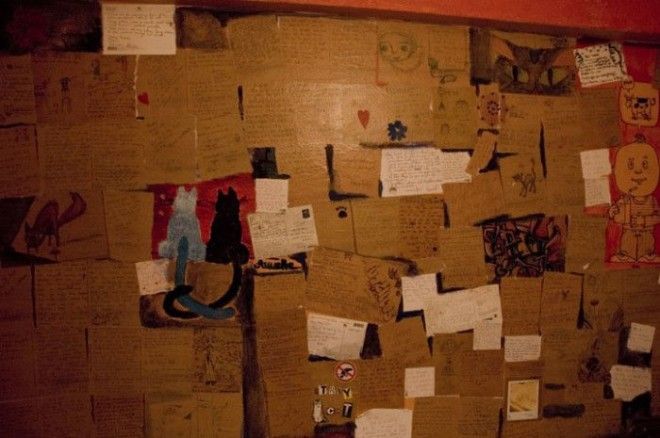 7 мест на Земле где кошки чувствуют себя как в раю