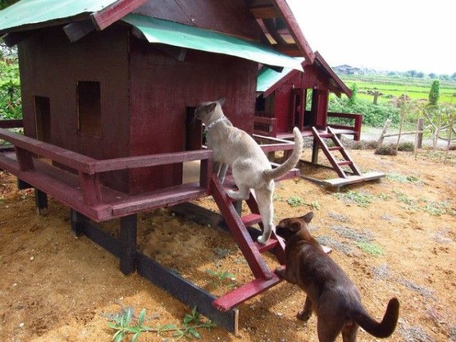 7 мест на Земле где кошки чувствуют себя как в раю