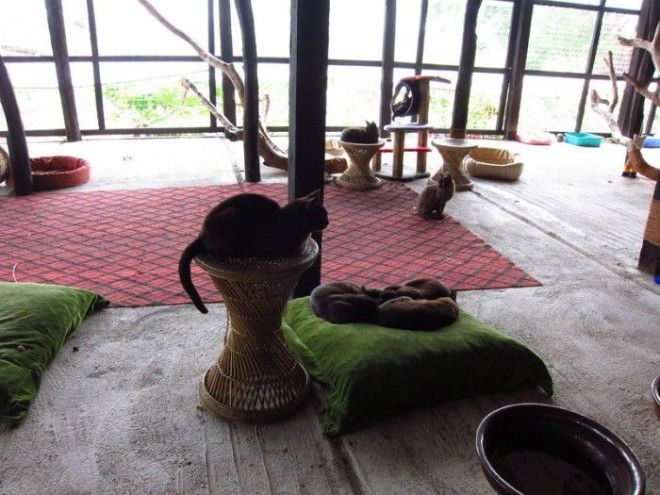 7 мест на Земле где кошки чувствуют себя как в раю