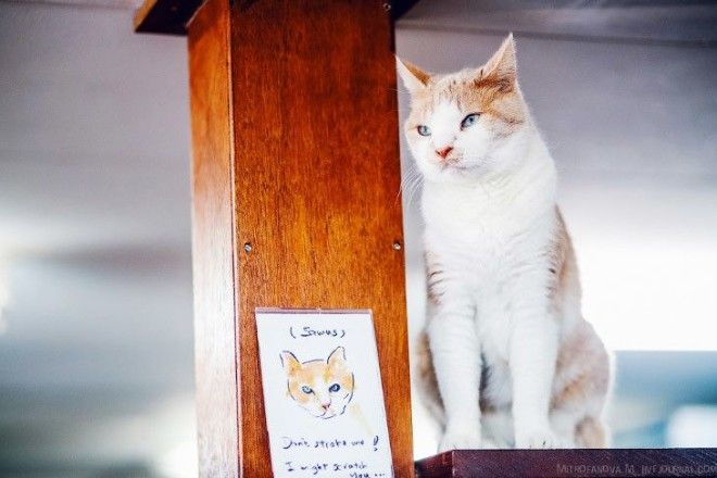 Амстердам приют для кошек на барже