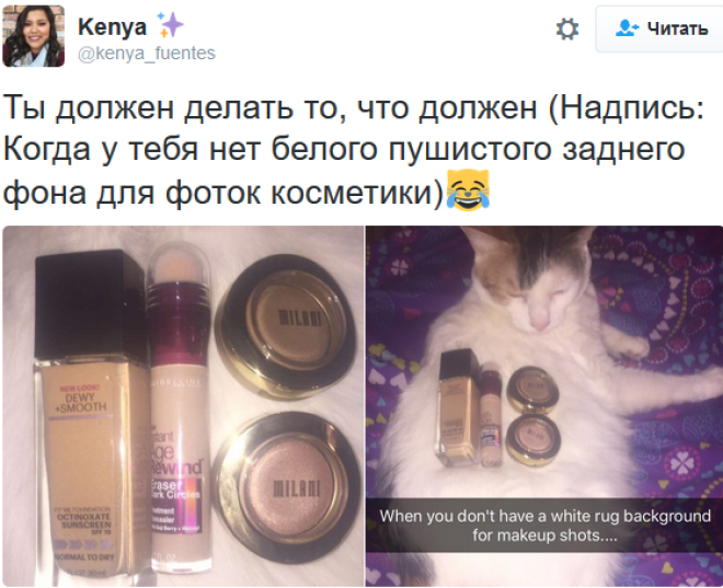 «Мои отношения с кошкой»: шедевральные записи владельцев котиков в соцсетях