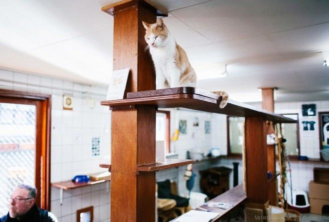Амстердам приют для кошек на барже