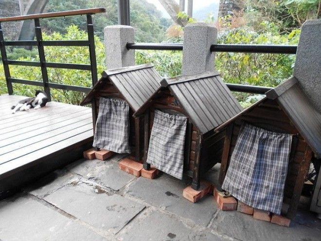 7 мест на Земле где кошки чувствуют себя как в раю