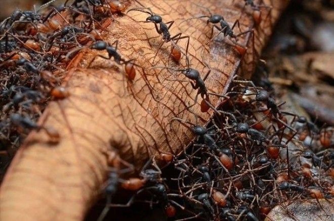 Невероятные факты про Амазонку которые делают её уникальнейшим местом на Земле