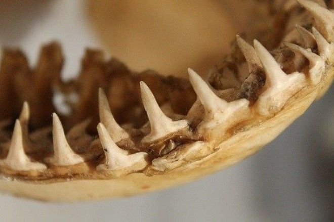 Малоизвестные факты про акул которые вы могли не знать