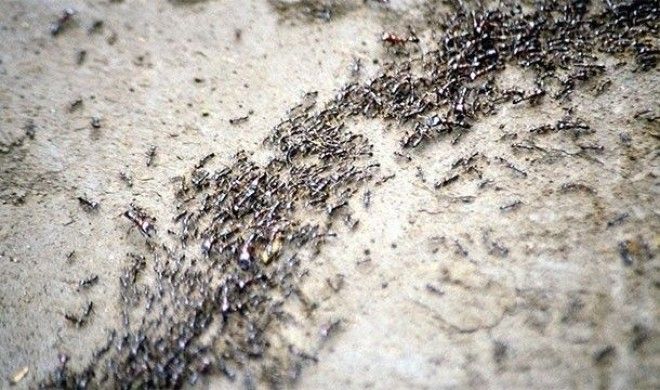Невероятные факты про Амазонку которые делают её уникальнейшим местом на Земле
