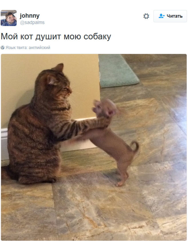 «Мои отношения с кошкой»: шедевральные записи владельцев котиков в соцсетях