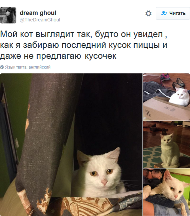 «Мои отношения с кошкой»: шедевральные записи владельцев котиков в соцсетях «Мои отношения с кошкой»: шедевральные записи владельцев котиков в соцсетях