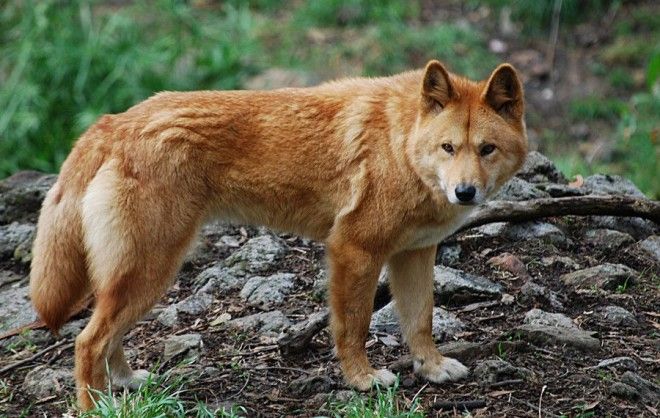 Динго собака которая оказалась волком