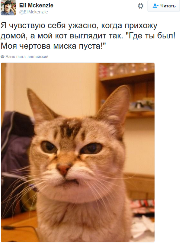 «Мои отношения с кошкой»: шедевральные записи владельцев котиков в соцсетях