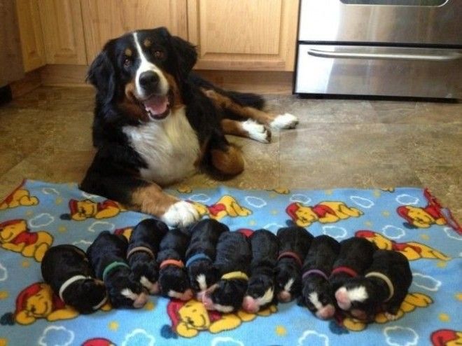 10 фотографий о том что животным тоже тяжело быть родителями животные история коты факты