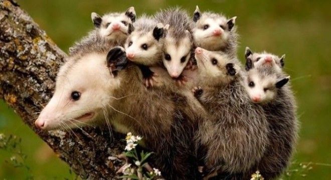 10 фотографий о том что животным тоже тяжело быть родителями животные история коты факты