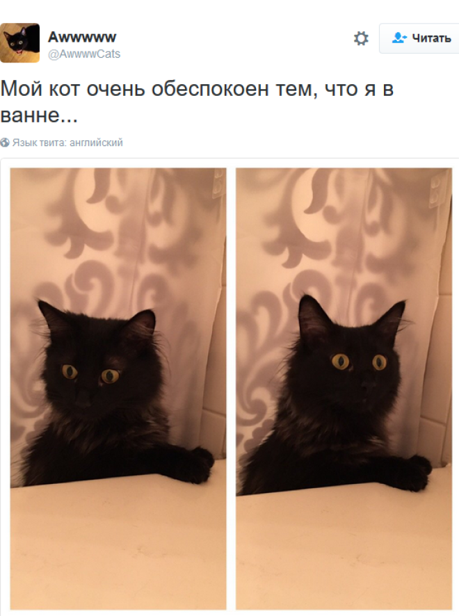 «Мои отношения с кошкой»: шедевральные записи владельцев котиков в соцсетях