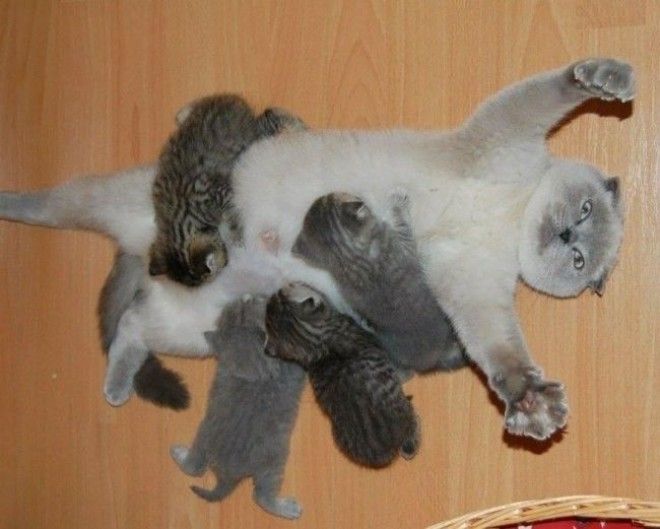 10 фотографий о том что животным тоже тяжело быть родителями животные история коты факты
