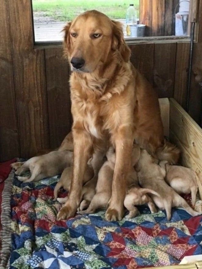 10 фотографий о том что животным тоже тяжело быть родителями животные история коты факты