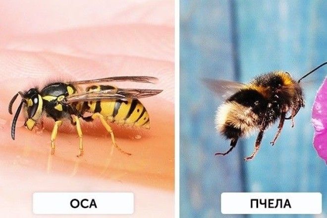 Различия которые больше не поставят нас в тупик различия тупик