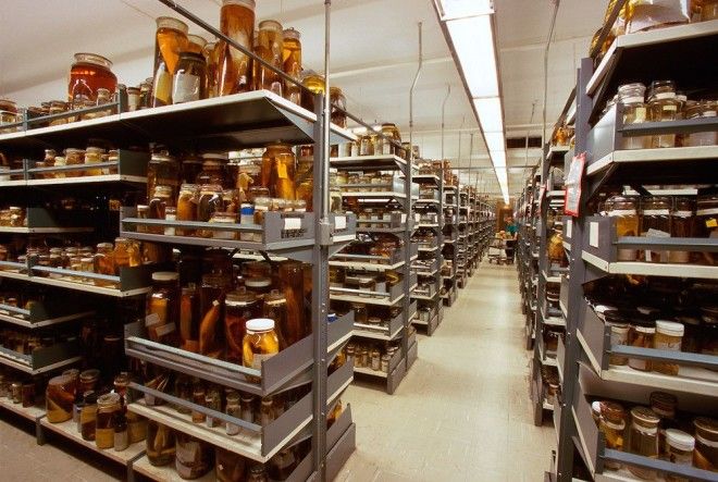 Национальный музей естественной истории NMNH