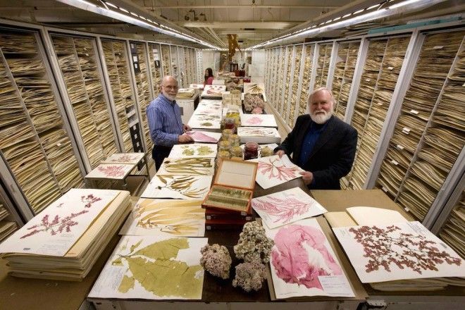 Национальный музей естественной истории NMNH