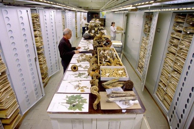 Национальный музей естественной истории NMNH