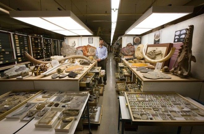 Национальный музей естественной истории NMNH