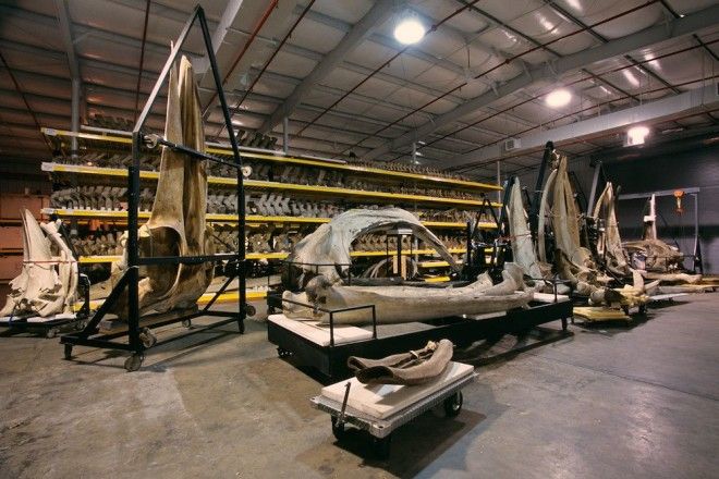 Национальный музей естественной истории NMNH